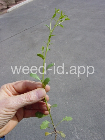 pepperweed, sand